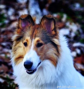 Vasya, Rough Collie psykiatrisk servicehund under utbildning
