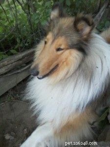 The Collie Who Rescued The Cavy