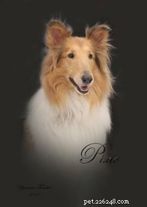 A Portrait of Pixie