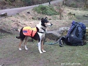 Поисково-спасательная собака гладкошерстного колли