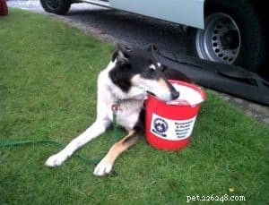 Smooth Collie Search and Rescue Dog