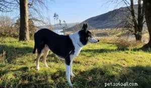 Smooth Collie Search and Rescue Dog