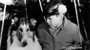 Sassy Lassie, le chien-guide Rough Collie