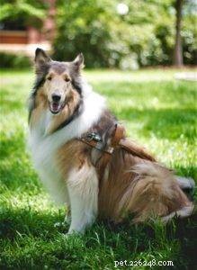 Sassy Lassie, le chien-guide Rough Collie