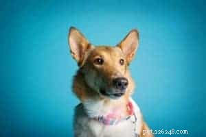 Sassy Lassie, de geleidehond van de Rough Collie