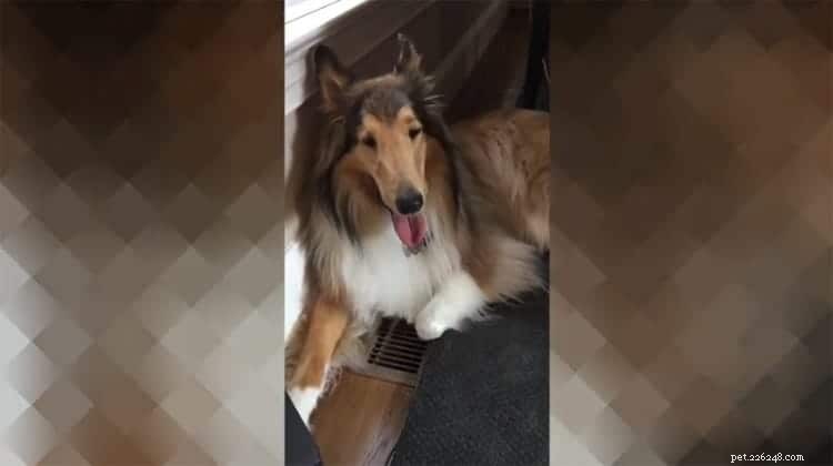 Sassy Lassie, vodicí pes Rough kolie