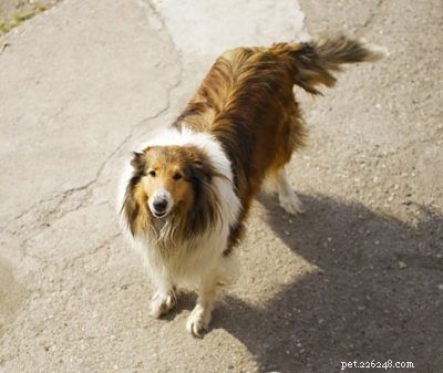 Protezione parassitaria per cani con il gene MDR1