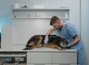 Meu cachorro vomitando espuma amarela, o que posso fazer?