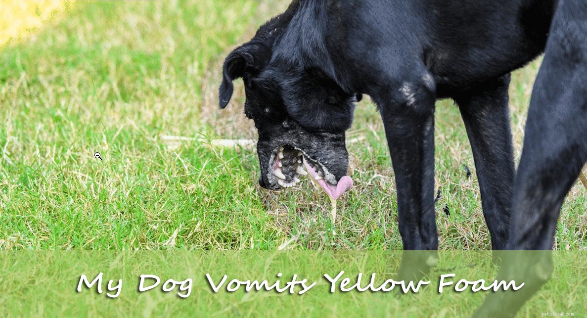 Il mio cane vomita schiuma gialla, cosa posso fare?