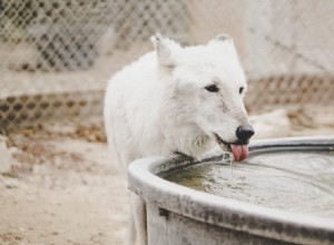 내 강아지가 물을 많이 마시는 이유는 무엇입니까?