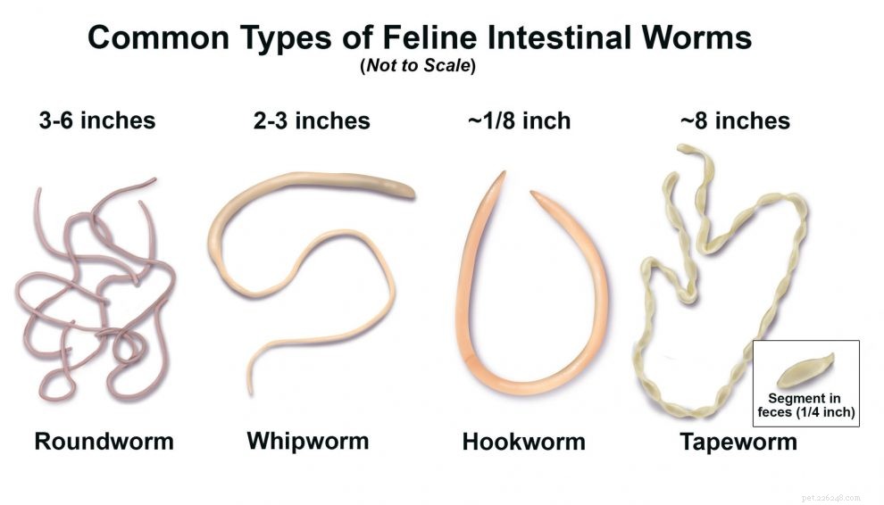 Hondenwormen:rondworm identificatie van hondenwormen, oorzaken en behandeling