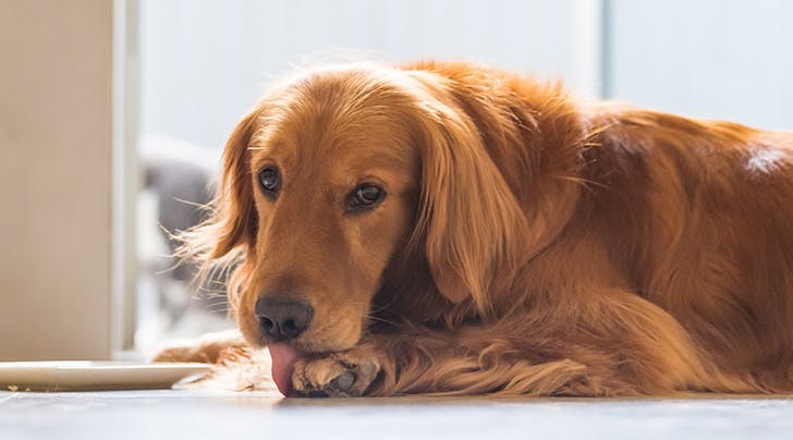 Waarom likken honden hun poten?