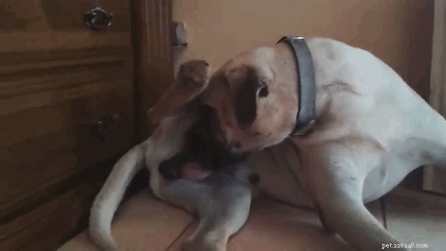 Почему собаки лижут интимные места?
