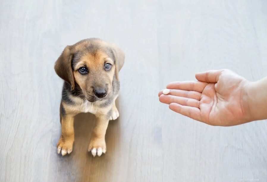 Vous donniez du paracétamol à votre chien :une mauvaise idée !