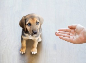 Você estava dando paracetamol ao seu cão:uma má ideia!