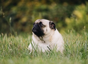 Dieta para animais de estimação – dicas de condicionamento físico contra a gordura do inverno