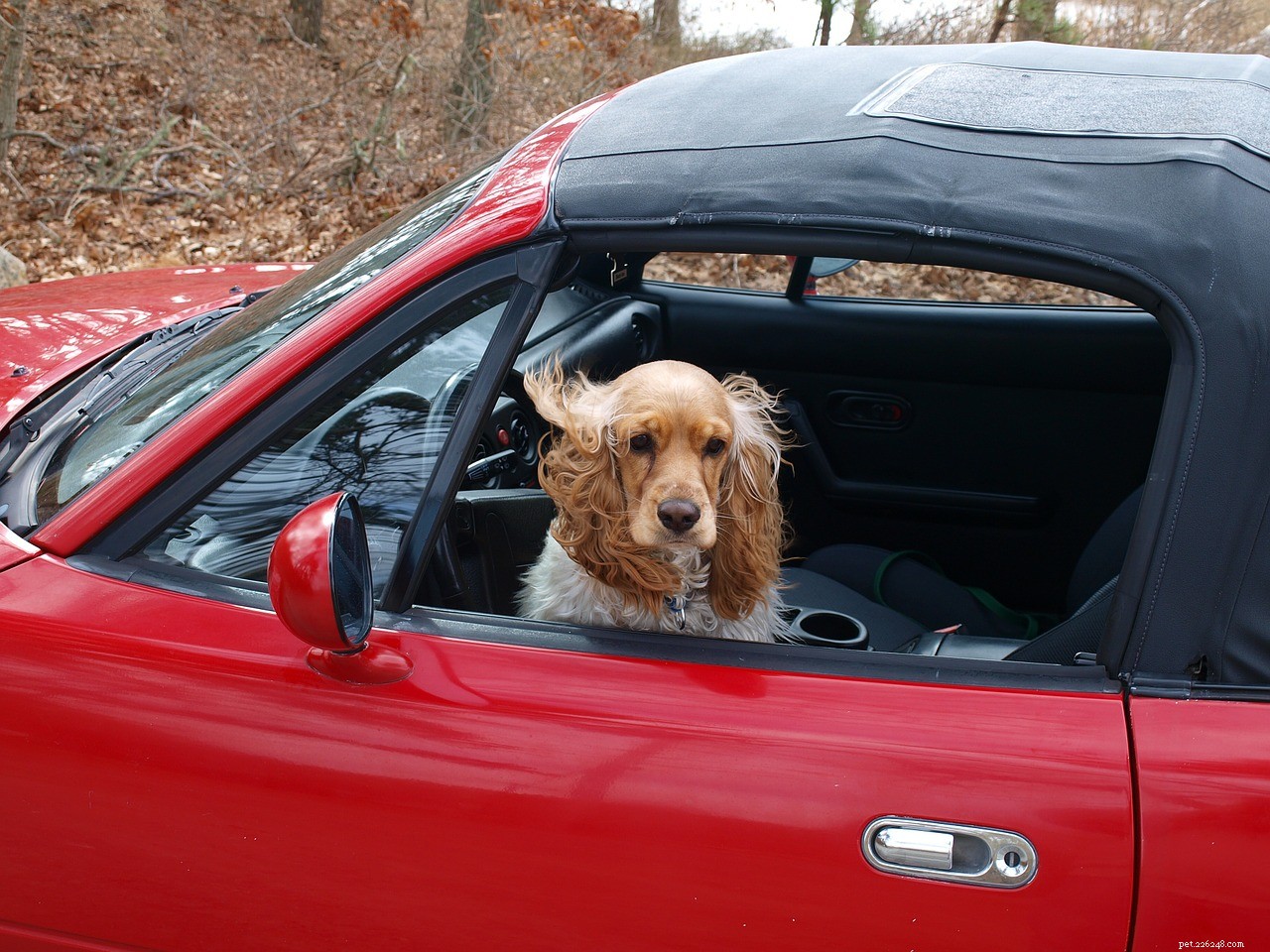 Dirigindo com um cachorro – o equipamento certo no carro