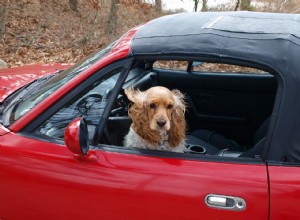 Вождение с собакой – правильное оборудование в машине