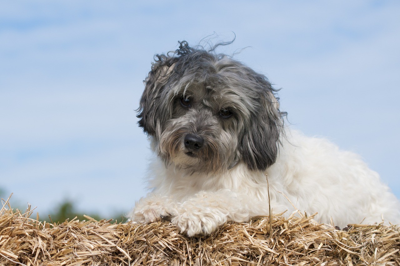 Lowchen in the Dog Breed Portrait, Lowchen è un cane ideale per la famiglia!