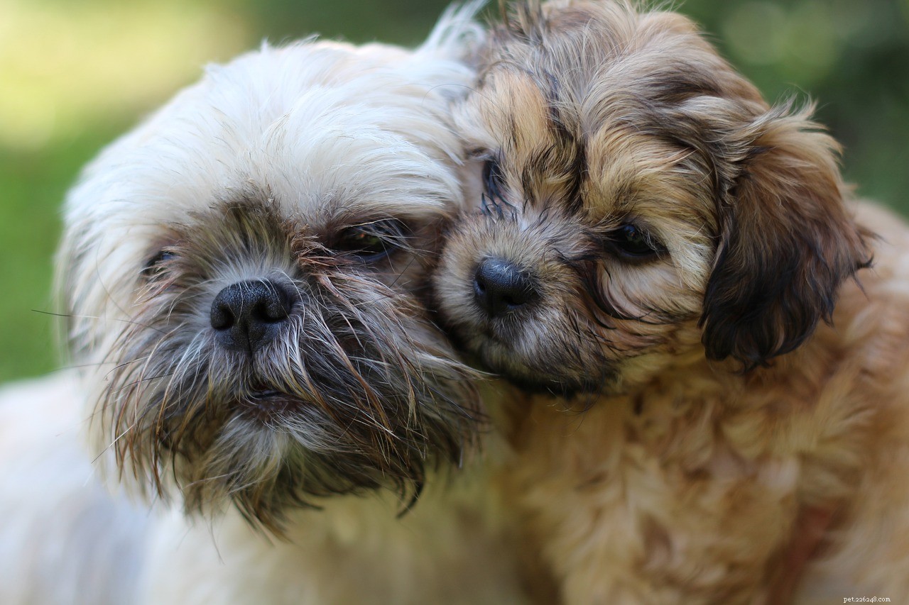 10 raser av hypoallergena hundar