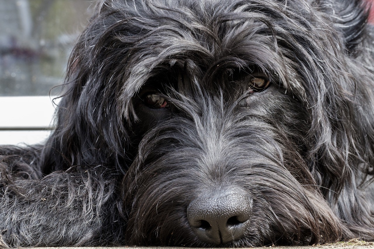 10 raser av hypoallergena hundar