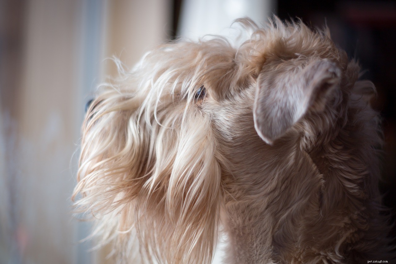 10 hypoallergene hondenrassen