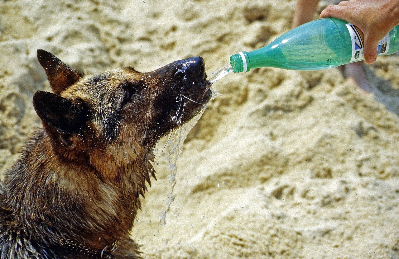 Защитите собаку от жары