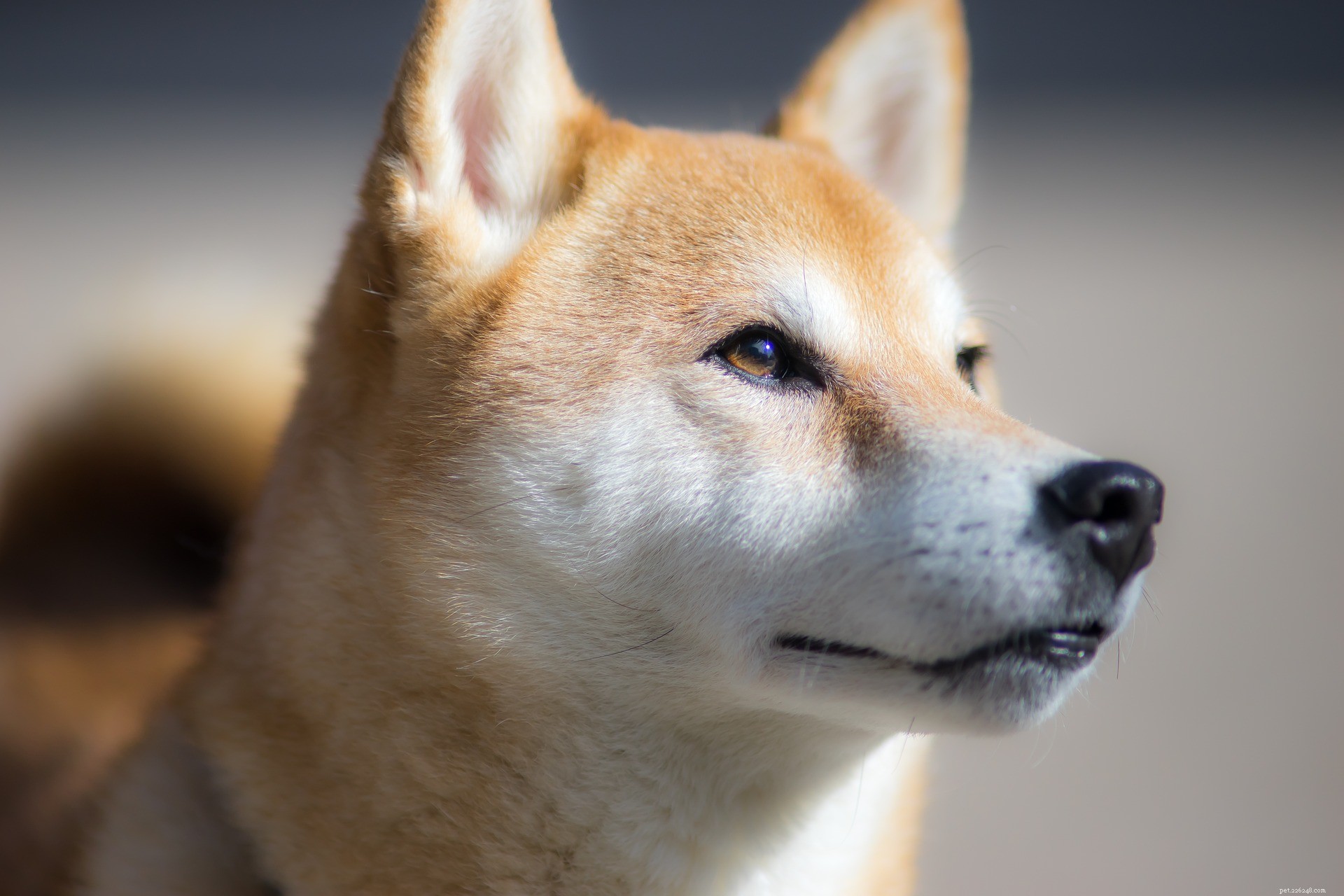 O shiba inu é um bom cão de apartamento?