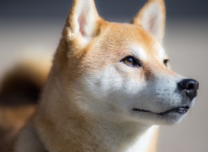 柴犬はいいアパート犬ですか？ 