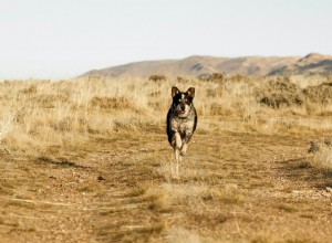 Profilaxia da saúde:é assim que seu cão se mantém saudável