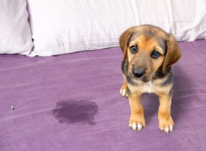 Como ensinar seu cachorro a não fazer xixi em casa?