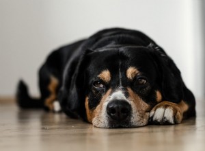 Meu cachorro adora comer pedras. Como posso impedir que meu cachorro coma pedras?