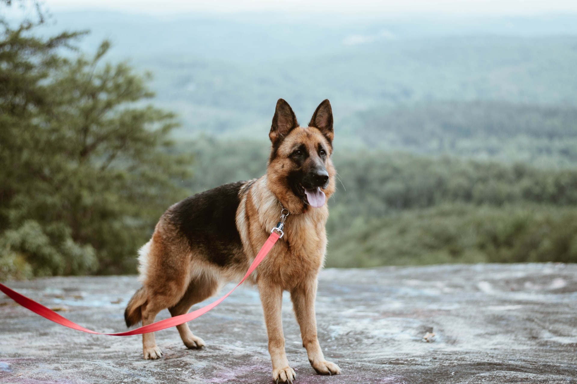 6 melhores raças de cães de guarda para famílias