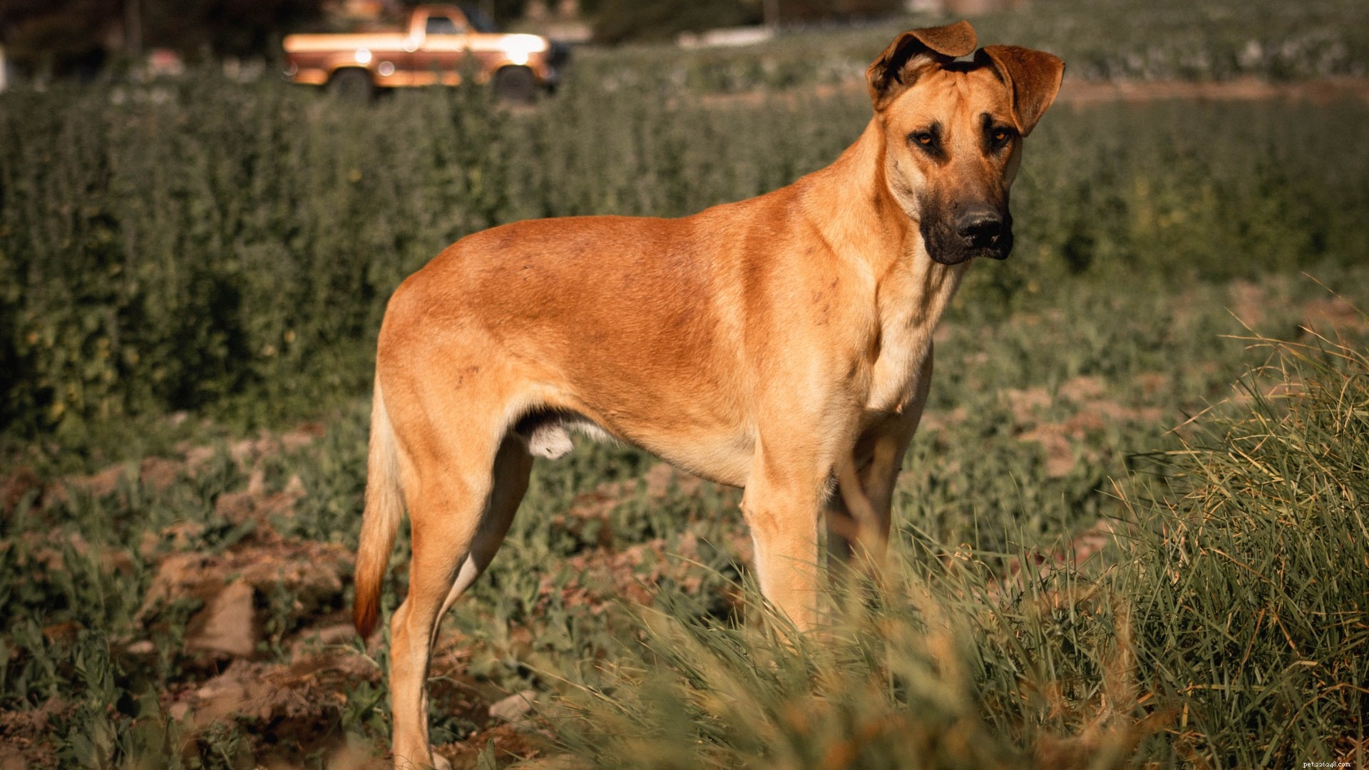6 melhores raças de cães de guarda para famílias