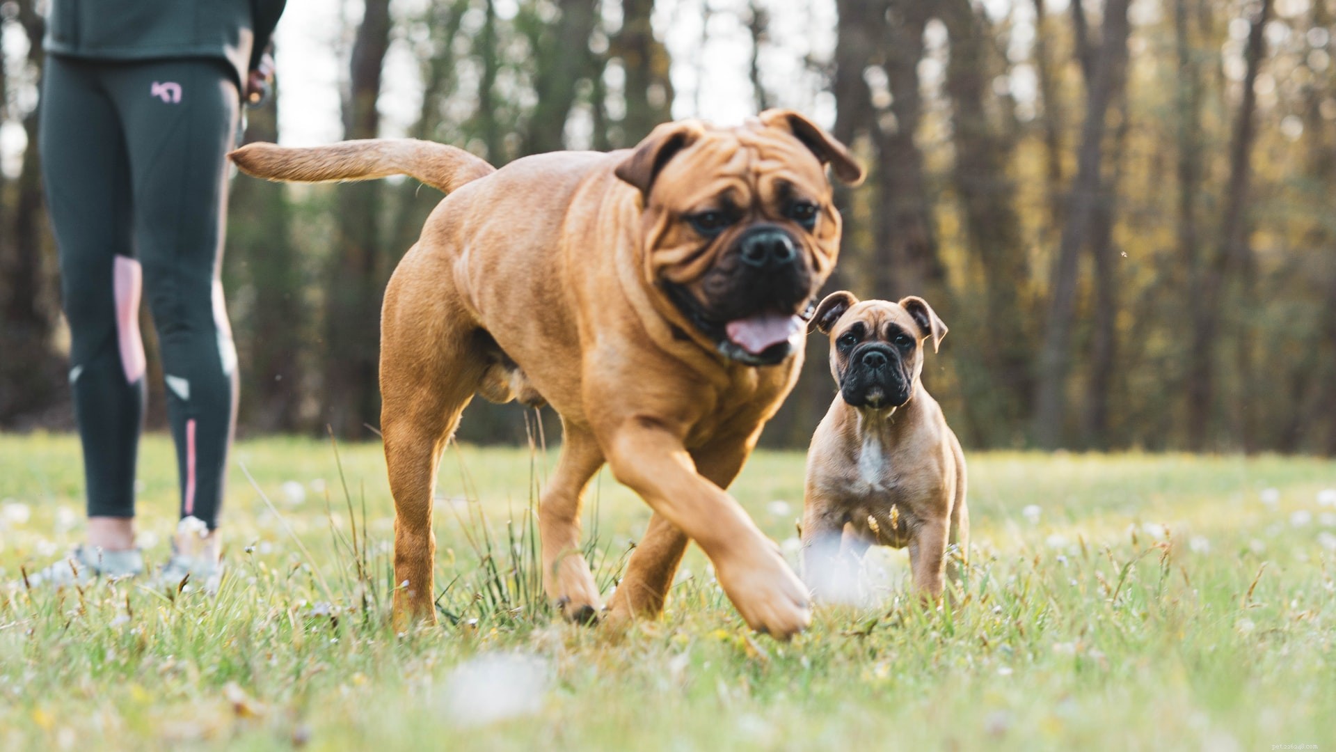 6 meilleures races de chiens de garde pour les familles