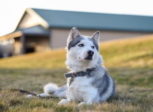 Découvrez 11 races de chiens de taille moyenne