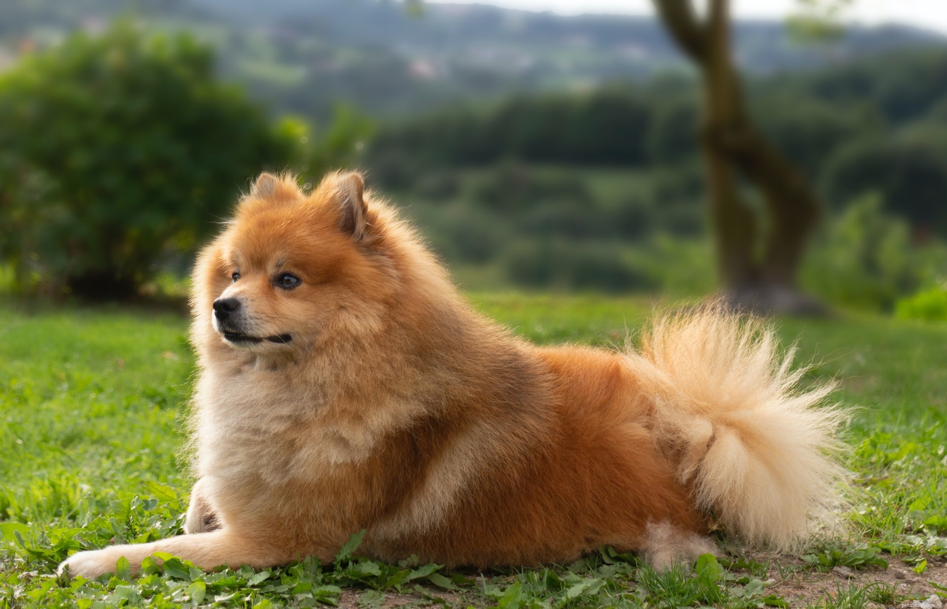 Descubra 11 raças de cães de tamanho médio