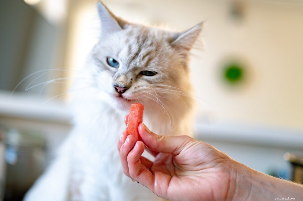 Hur länge kan katter klara sig utan mat?