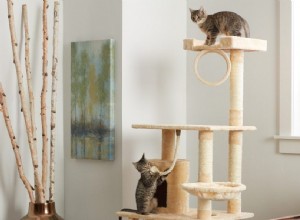 Griffoirs pour chat :Choisir le meilleur griffoir pour chat