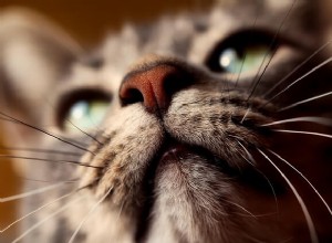 Proč byste nikdy neměli své kočce zastřihávat vousy