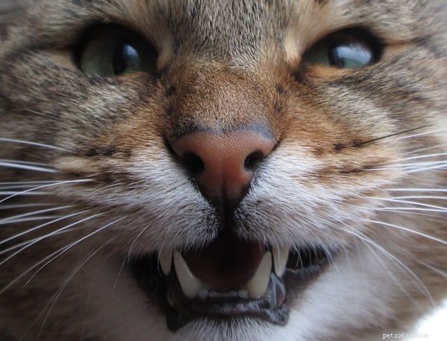 Vraag het een dierenarts:moet ik echt de tanden van mijn kat poetsen?