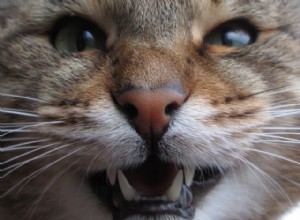 獣医に尋ねる：猫の歯を磨く必要があるのか​​？ 