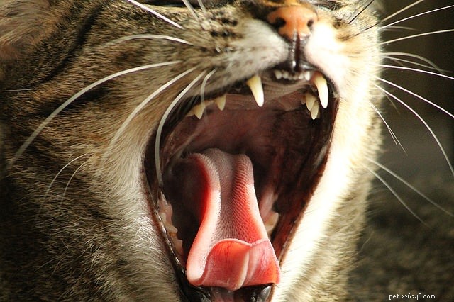 Fråga en veterinär:Behöver jag verkligen borsta min katts tänder?