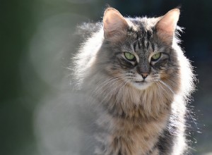 5 пород кошек, требующих особого ухода