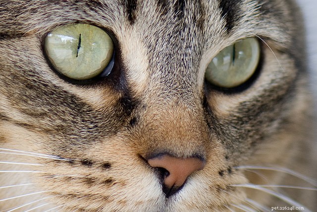 Pergunte a um aparador:4 dicas para cuidar do seu gato em casa