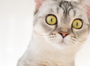 Nouzová připravenost pro vaši kočku:Buďte připraveni, než zasáhne katastrofa