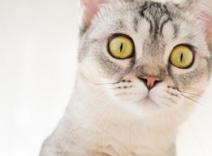 あなたの猫のための緊急時の準備：災害が発生する前に準備してください 