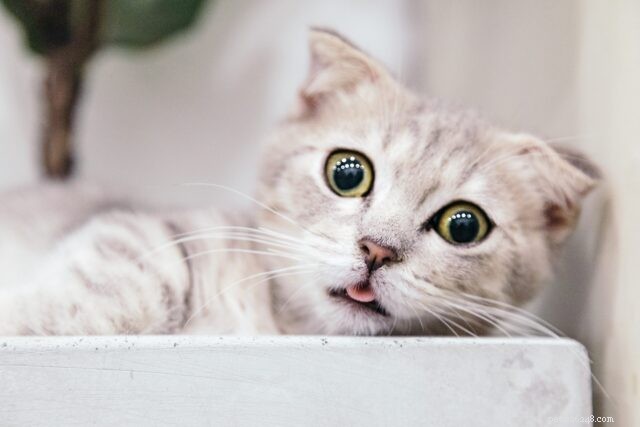 Plassen buiten de kattenbak:waarom katten plassen waar ze niet zouden moeten plassen    
