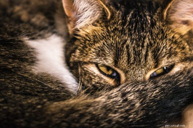 Plassen buiten de kattenbak:waarom katten plassen waar ze niet zouden moeten plassen    