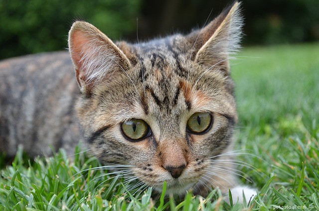 Estudo revela que gatos sobrevivem a picadas de cobra com mais frequência do que cães